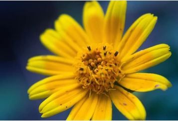 Plants for Health Spotlight: Arnica: The Wonder Herb?